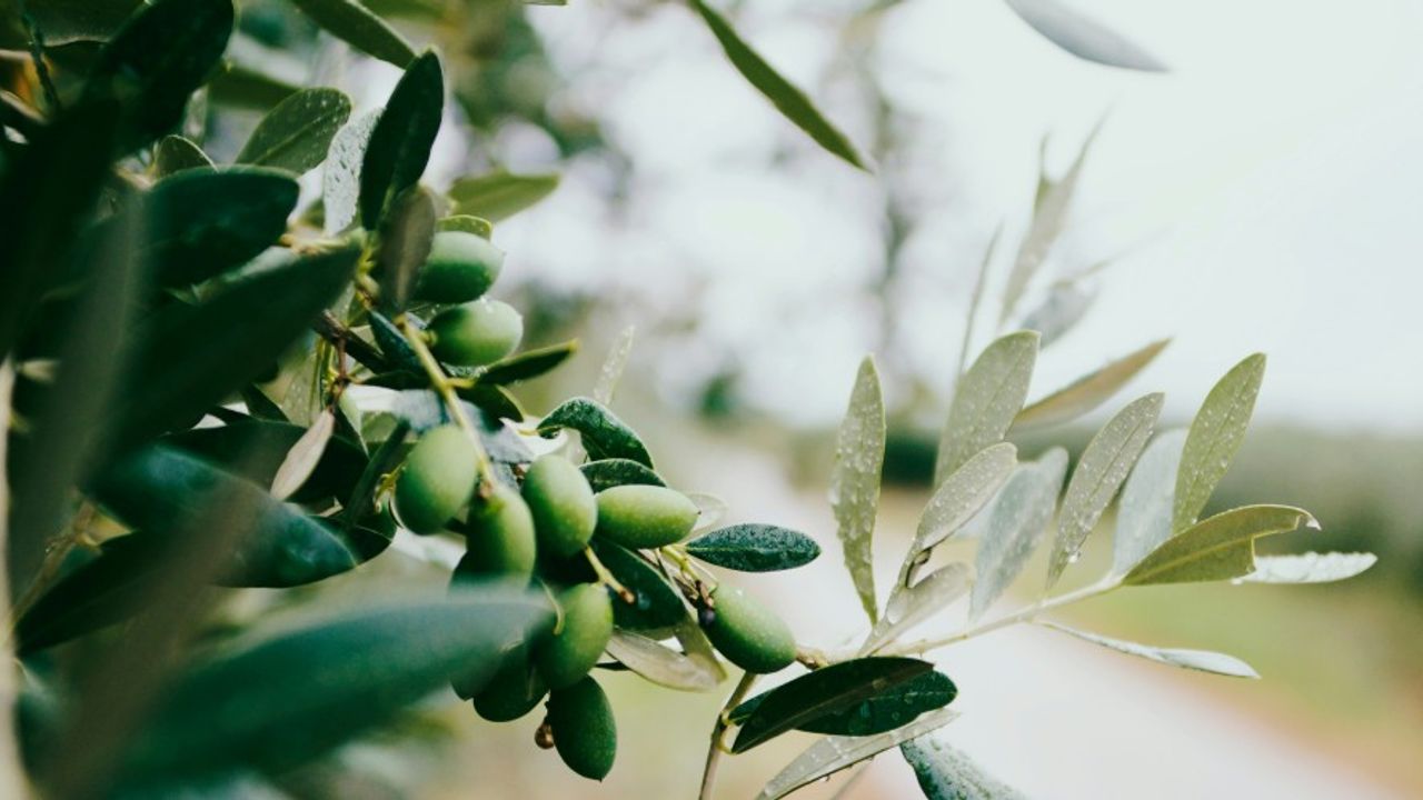 Zeytinlikleri tehdit eden proje iptal edildi