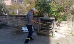 Elektrik baksına giren kedi akıma kapılarak  telef oldu