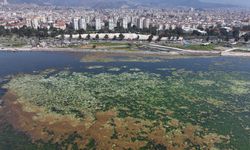 İzmir Körfezi görenleri şaşırttı: Deniz marulu ile kaplandı!