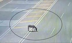 Ana yola çıkarak trafiği tehlikeye düşüren eşek koruma altına alındı