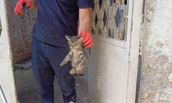 Aracın motoruna sıkışan yavru kedi kurtarıldı