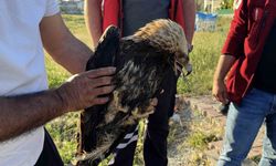 Arnavutköy’de çayırlık alanda yaralı kartal bulundu