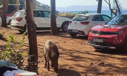 Aydın’da sıra dışı olay: Tatilci kadının çantasını yaban domuzları kaçırdı