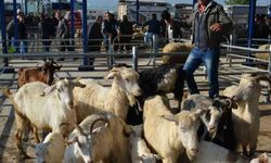 Balıkesir’de şap alarmı: 15 mahalle karantinaya alındı