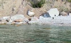 Bartın’da ilginç anlar