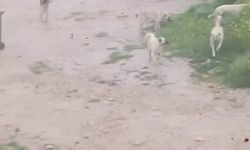 Başıboş köpek sürücü çocuğu kovaladı: O anlar kamerada