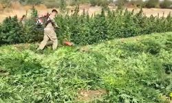 Diyarbakır’da 70 ton toz esrar elde edebilecek 3 milyon 476 bin adet kök kenevir ve skunk ele geçirildi: 7 gözaltı