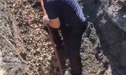 Diyarbakır’da kanalizasyon borusunda mahsur kalan kuzu böyle kurtarıldı