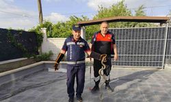 Eve giren yılan itfaiye ekiplerini seferber etti