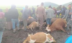Kars’ta sürünün üzerine yıldırım düştü: 2 çoban yaralandı, 10 hayvan telef oldu
