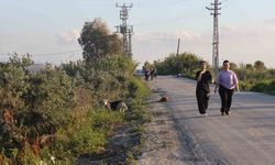 Kuduz karantinasının olduğu 4 mahallede sokak köpekleri vatandaşları tedirgin ediyor