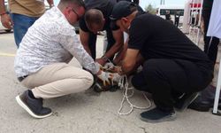 Malatya’da etkinlikte pitbull dehşeti: Bir kadın yaralandı