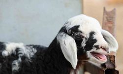 Meraya dökülen zehir 77 koyunu telef etti, onlarca kuzu annesiz kaldı