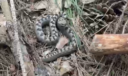 Nadir görülen zehirli boynuzlu engerek yılanı Bolu’da görüntülendi
