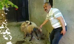 Sokak köpekleri köylülerin hayvanlarına saldırdı