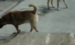 Sokak köpeklerinin saldırdığı kedi telef oldu