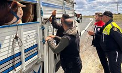 Tekirdağ’da kaçak hayvan sevkiyatına 105 bin TL ceza