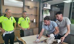 Yaralı leyleğe polisten şefkat eli