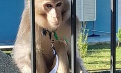 Muğla’da tasmalı maymun mahalleyi birbirine kattı