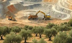24 bin zeytin ağacı kömür için yok ediliyor