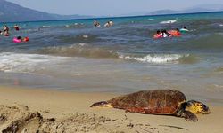 Kuşadası sahiline Caretta Caretta cinsi deniz kaplumbağası vurdu