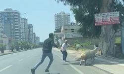 Adana’da kaçan koyun ve keçiler sahiplerini peşlerinden koşturdu