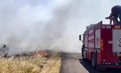 Anız yangını ormanlık alana sıçradı