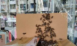 Arılar Denizli şehir merkezini istila etti