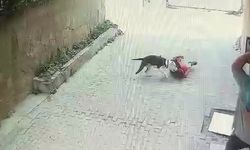 Ataşehir’de pitbull cinsi köpeğin çocuğa saldırdığı anlar kamerada