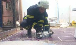 Balık ağına takılan kediyi itfaiye kurtardı