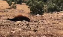 Batman’da Yabani Yılkı Atı Ölümleri 7’ye Yükseldi