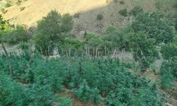 Bingöl’de 15 bin kök kenevir ele geçirildi