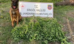 Bingöl’de 4 günde 14 bin 933 kök kenevir ele geçirildi