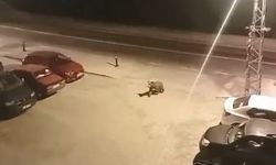 Borçka ilçe merkezine inen ayılar cadde ve sokaklarda dolaştı