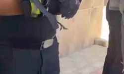 Bursa’da yürekleri ısıtan kurtarma Yavru karga ağaca sıkıştı, çaresizce bekledi