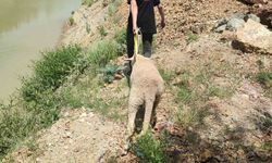 Dağlık alanda mahsur kalan kurbanlık koyunu ekipler kurtardı