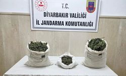 Diyarbakır’da 22 bin kök kenevir bitkisi ile 12 kilo esrar ele geçirildi