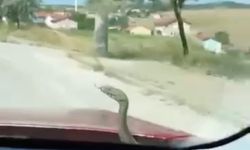 Kütahya’da ’aracın kaputundan çıkan yılan’ şaşkınlığı