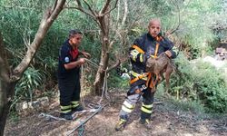 Kuyuya düşüp mahsur kalan çakal kurtarıldı
