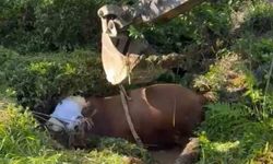 Rize’de bağını kopararak çukura düşen boğa iş makinesi ile çıkarıldı
