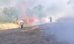 Siirt’te çay için yakılan ateş fıstık ağaçlarını küle çevirdi