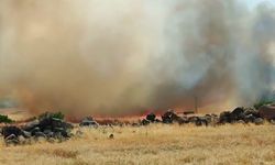 Siverek’te 50 dönümlük buğday ekili arazi yandı