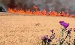 Susurluk-Bandırma kara yolunda tarla yangını