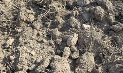 Tarlada Sakarya Meydan Muharebesinden kalma patlamamış el bombası buldu
