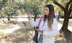 Zeytin üretimine yapay zeka ile takip