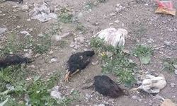 Başıboş köpekler 21 hindi ve tavuğu telef etti