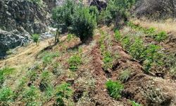 Bingöl’de uyuşturucu operasyonu
