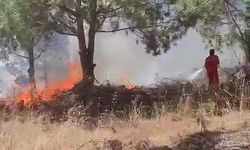 Bursa’da ağaçlık alanda çıkan yangına müdahale ediliyor