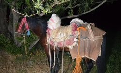 İran’dan katırla yurda sokulan 97 kilogram uyuşturucuya 1 gözaltı