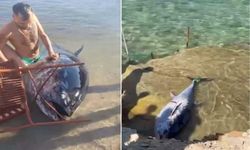 Çeşme’de kıyıya vuran orkinoslar için inceleme başlatıldı!